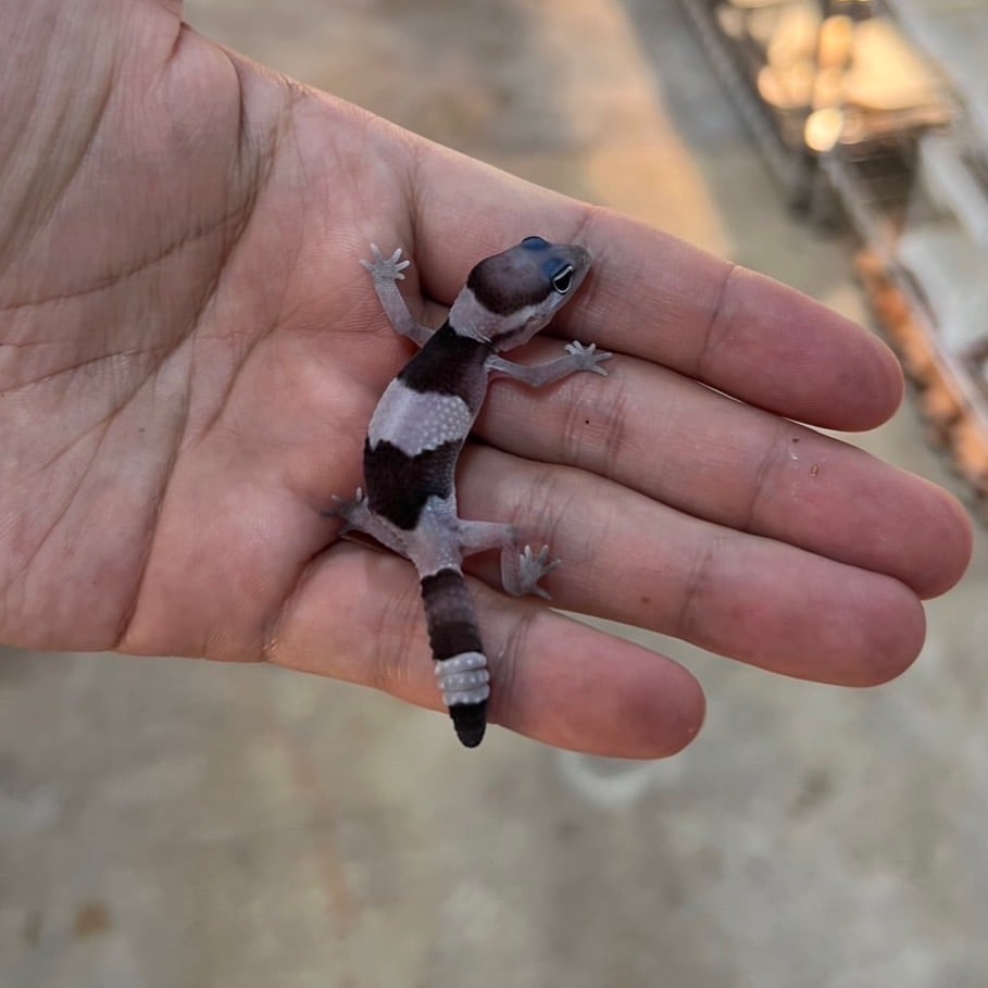 ニシアフリカトカゲモドキ オレオ