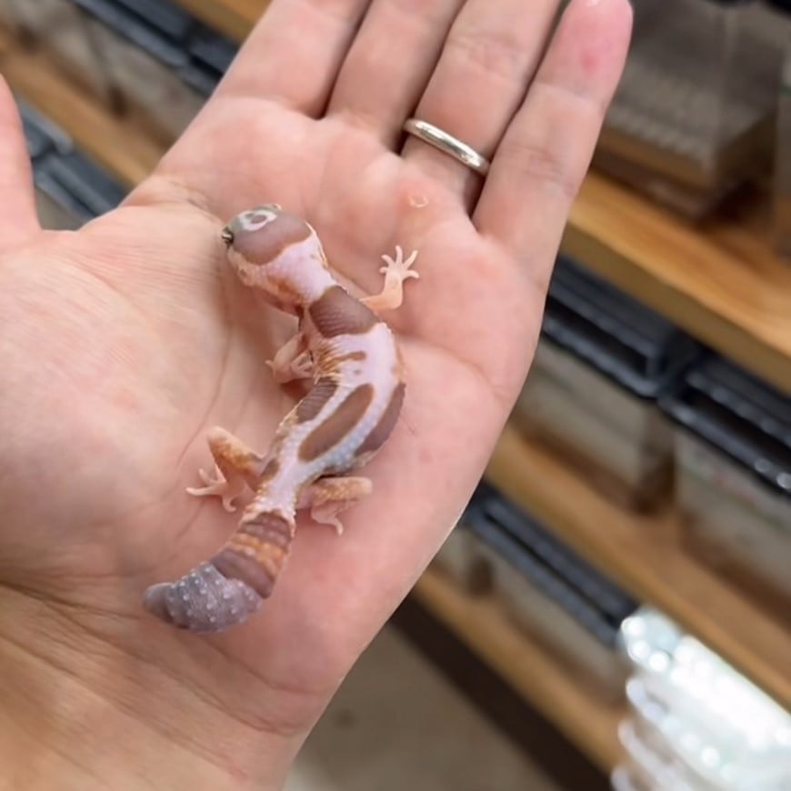 ニシアフリカトカゲモドキ WOアメルhetオレオパターンレス