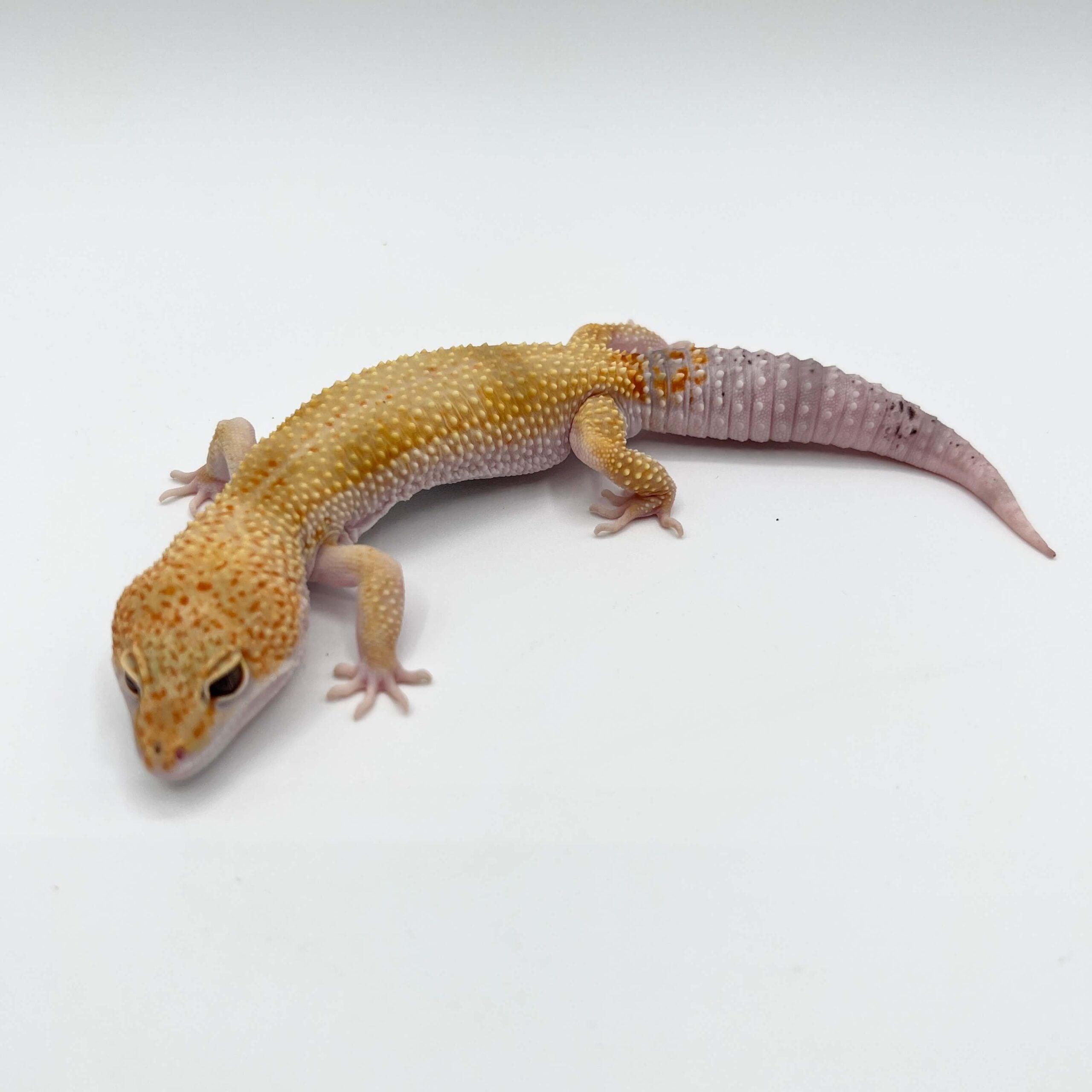 ヒョウモントカゲモドキ エニグマ