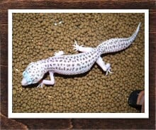 ヒョウモントカゲモドキ ギャラクシー
