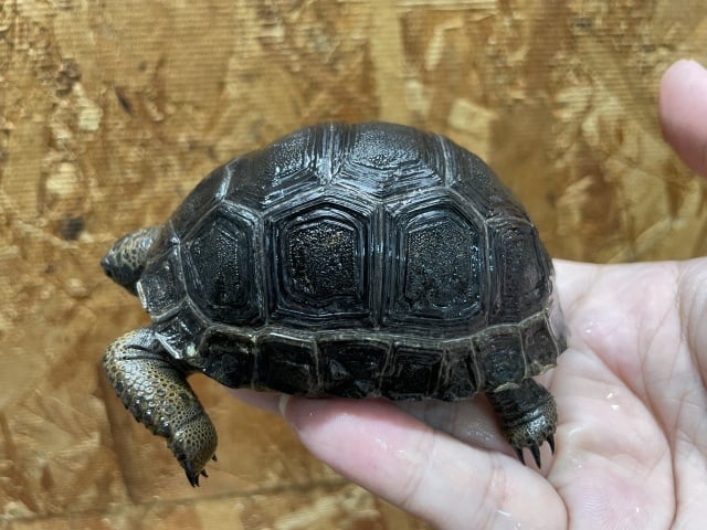 アルダブラゾウガメ セーシェル