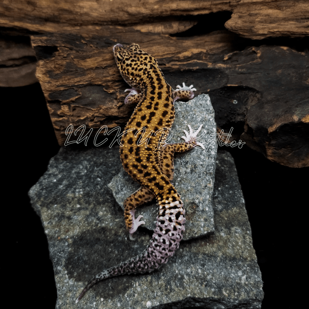 ヒョウモントカゲモドキ エクリプス