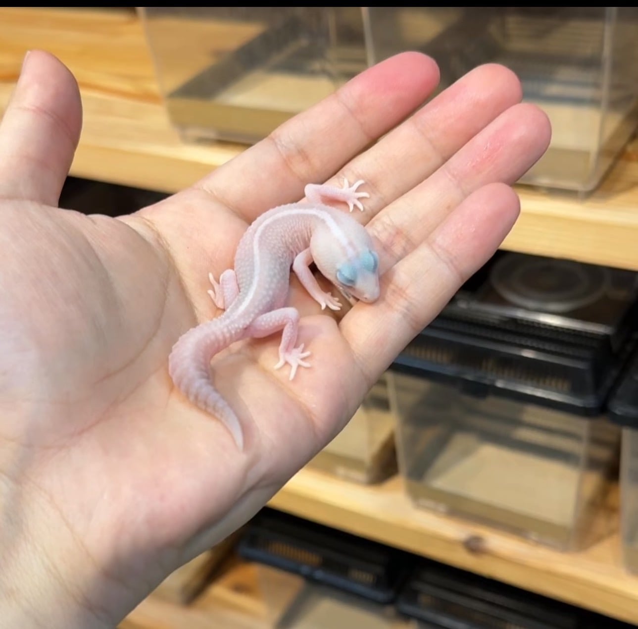 ニシアフリカトカゲモドキ アメルオレオパターンレス