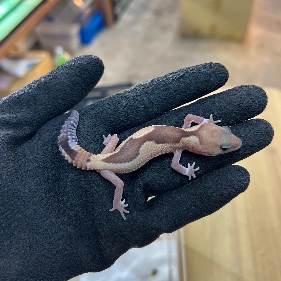 ニシアフリカトカゲモドキ ズールーhetゴーストオレオ