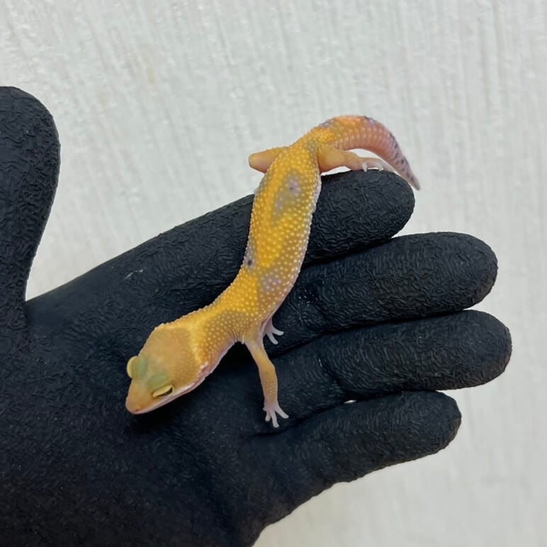 エメリン