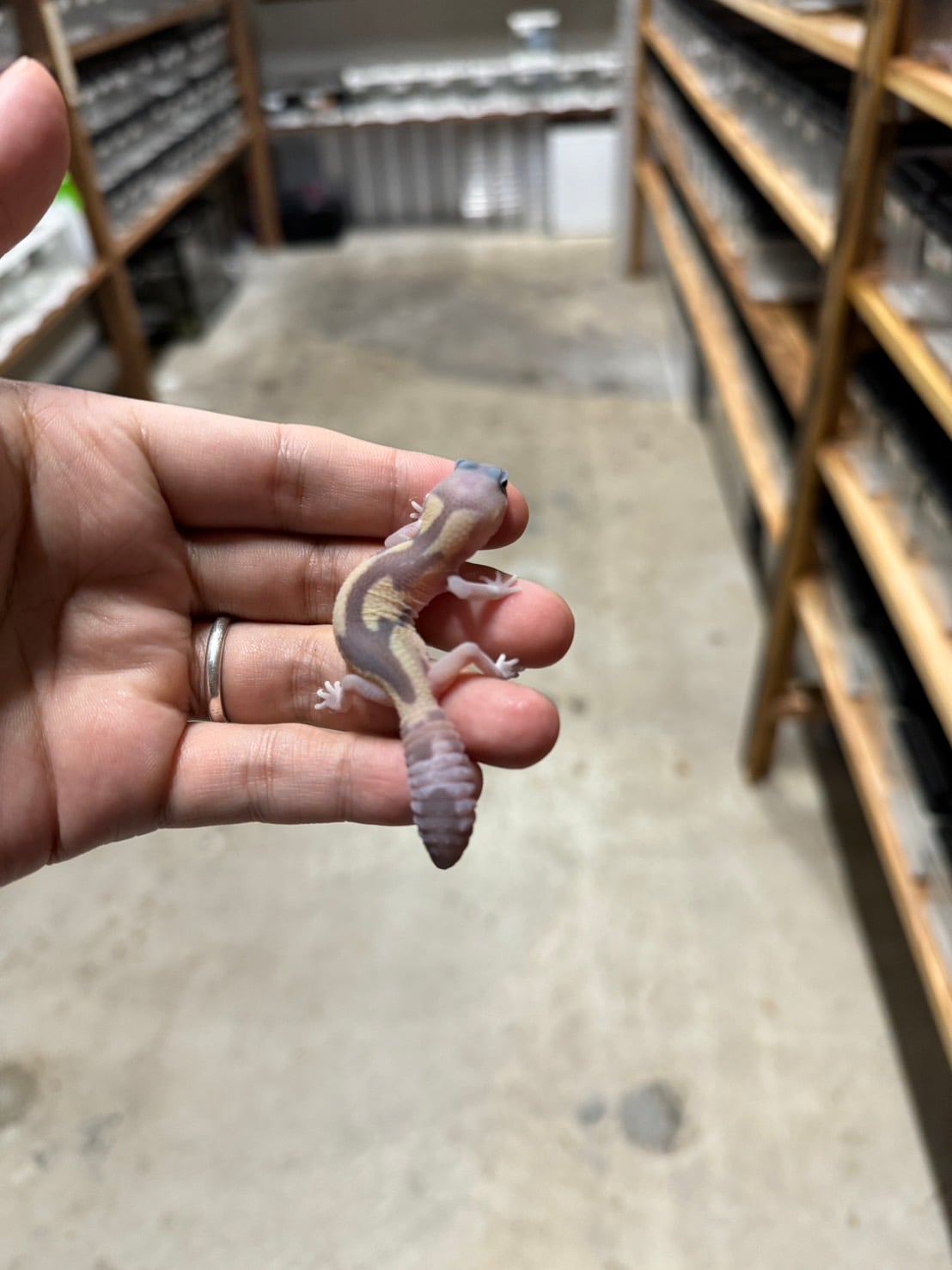 ニシアフリカトカゲモドキ ゴーストズールー