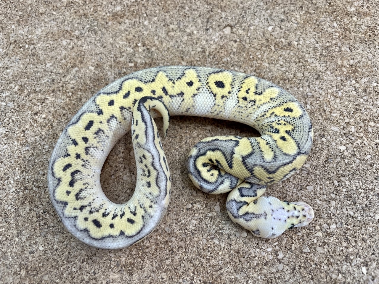 ボールパイソン スーパーパステルクラウンpossウィンドウ