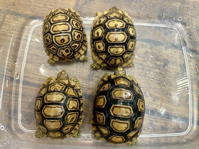 ヒョウモンリクガメ 