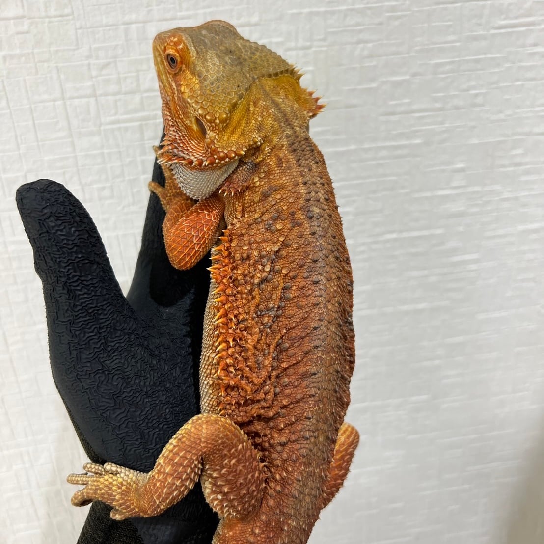 フトアゴヒゲトカゲ スーパーレッド