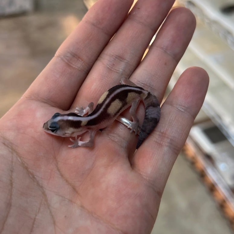 ニシアフリカトカゲモドキ ズールーhetスノー