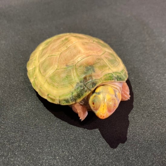 モンキヨコクビガメ 