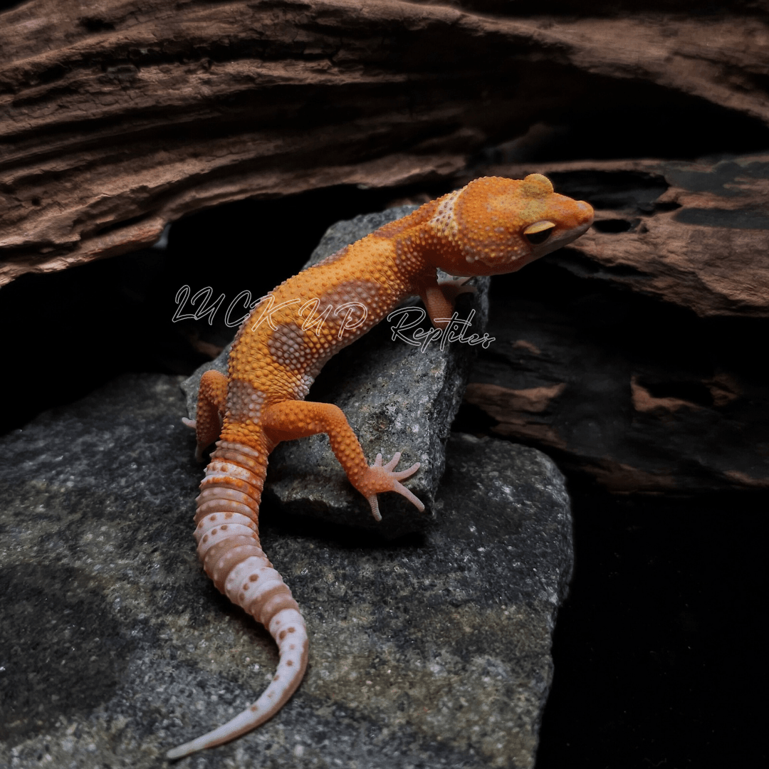 ヒョウモントカゲモドキ タンジェリンレイン