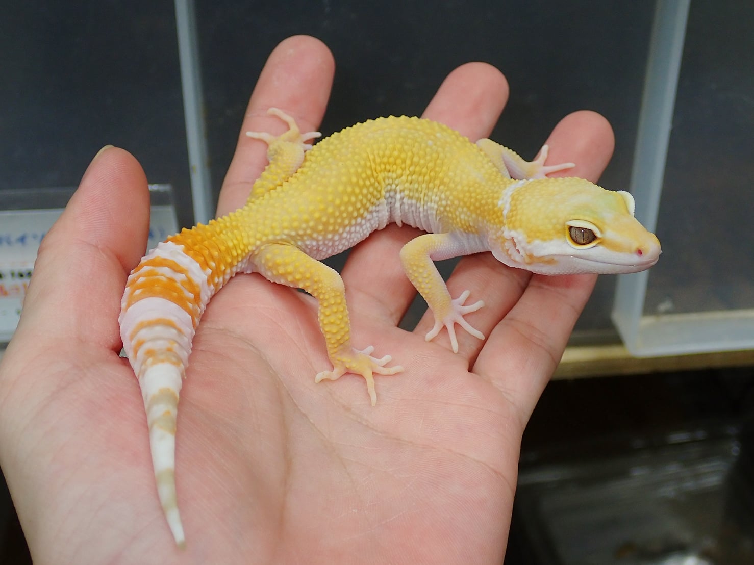 ヒョウモントカゲモドキ ゴジラジャイアントトレンパーサングロー