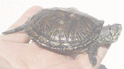 バルカンヌマガメ 