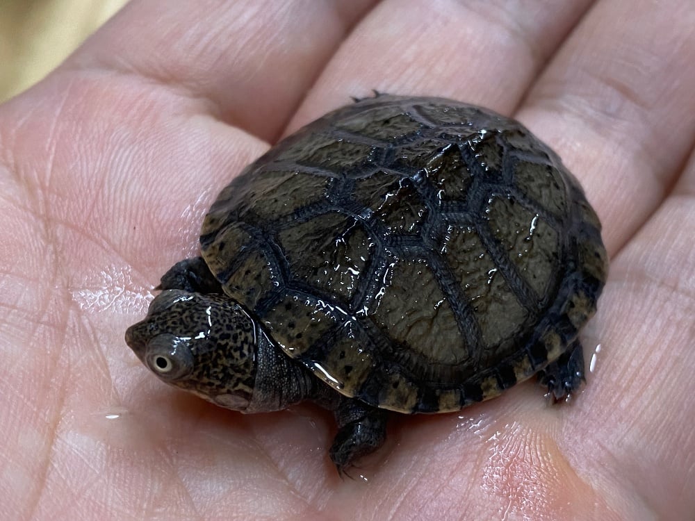 ノコヘリハコヨコクビガメ 