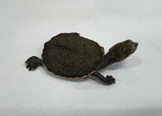 ジョフロアカエルガメ 