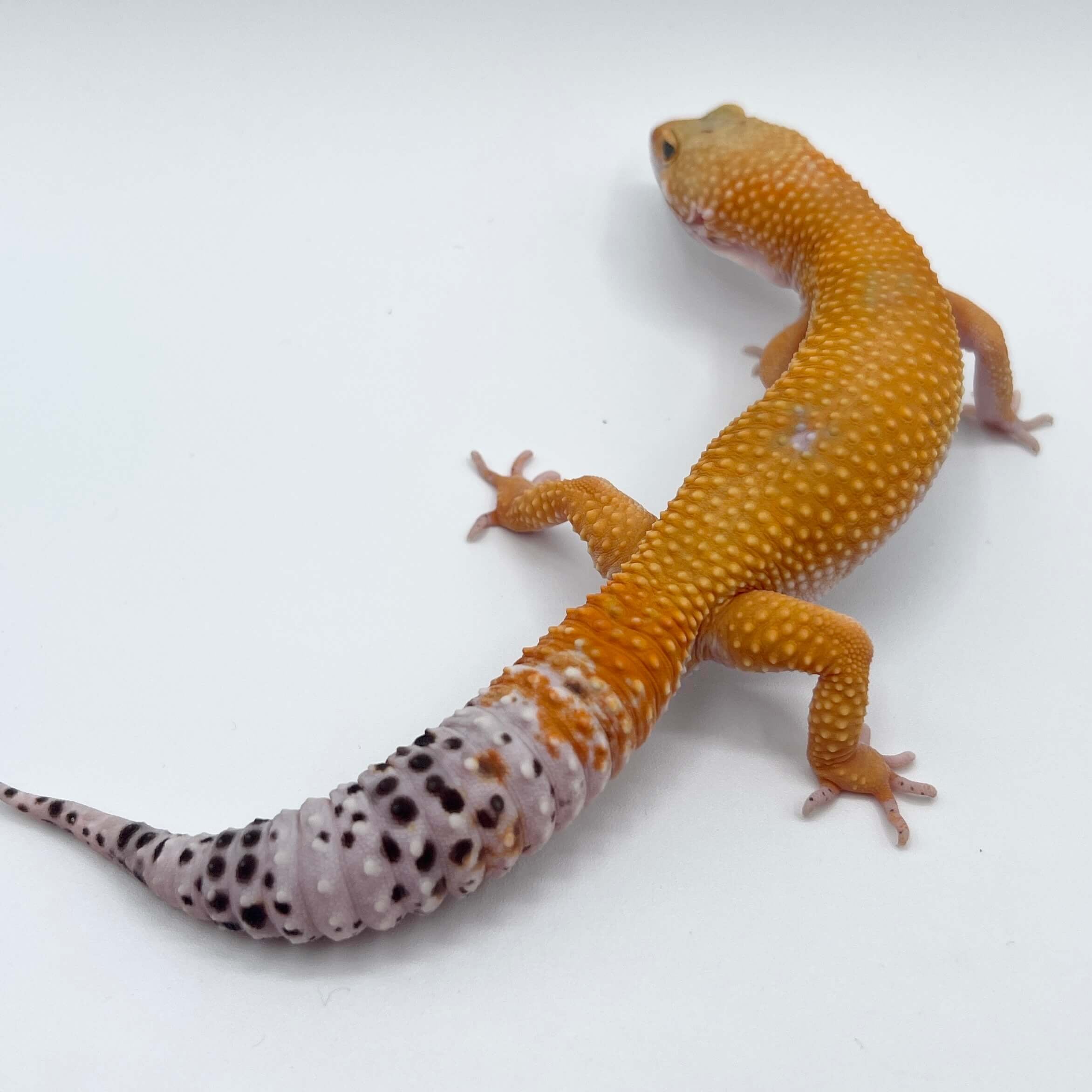 ヒョウモントカゲモドキ タンジェリントレンパー