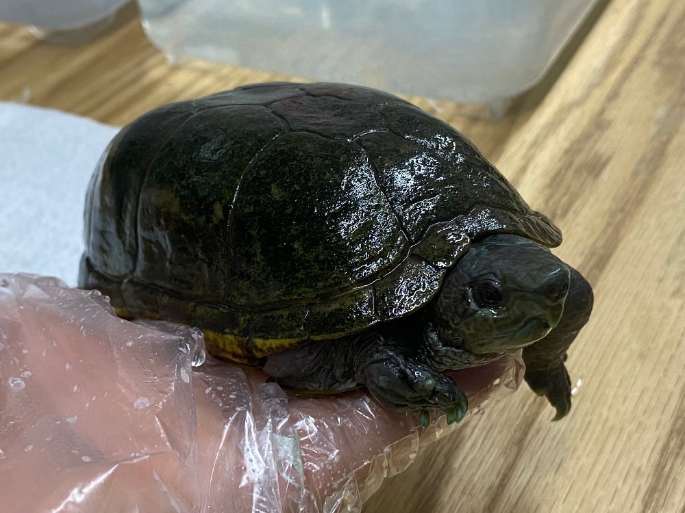 アラモスドロガメ 