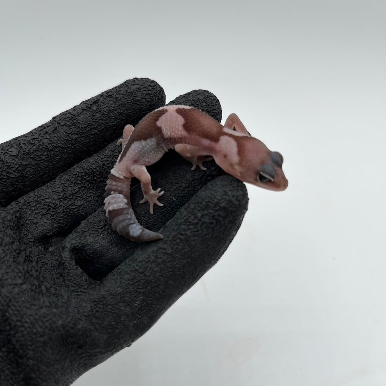 ニシアフリカトカゲモドキ オレオズールー