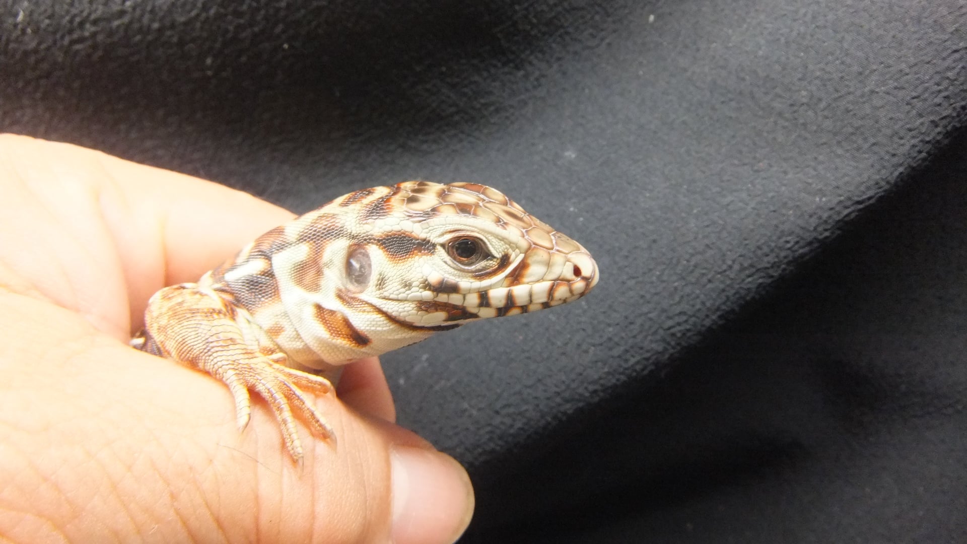 テグー 