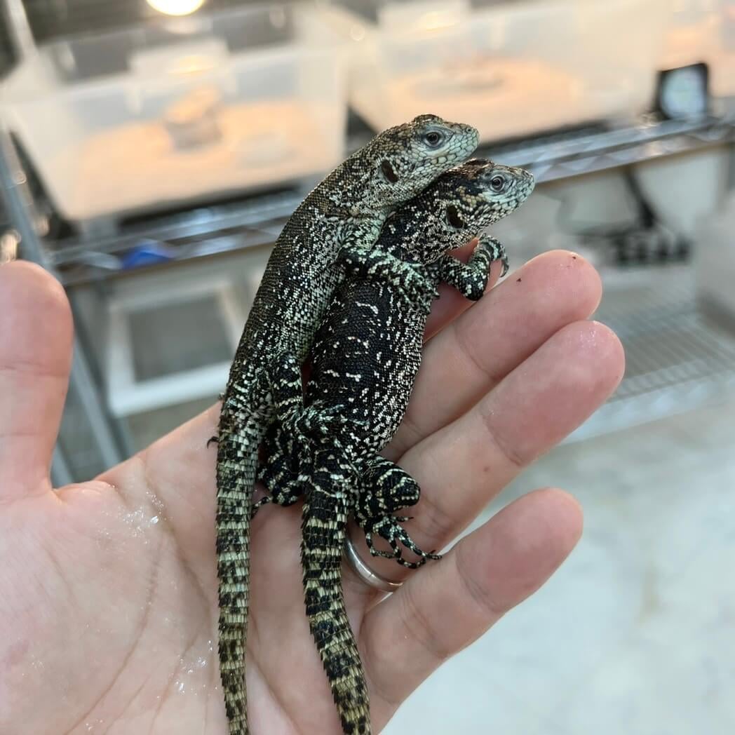 イグアナ スターダストスウィフト