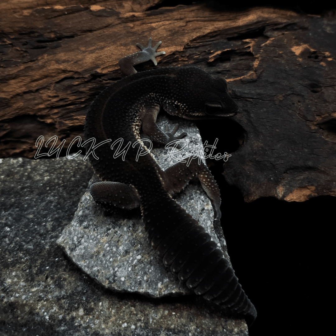 ヒョウモントカゲモドキ ブラックナイト