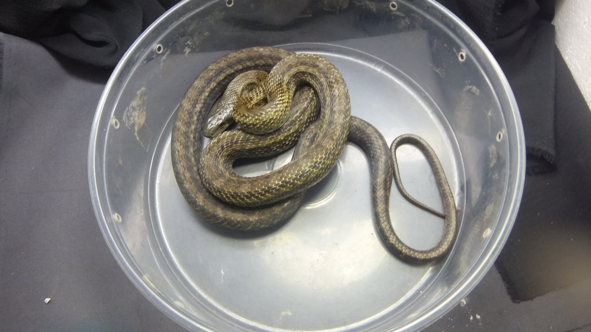 アオダイショウ 