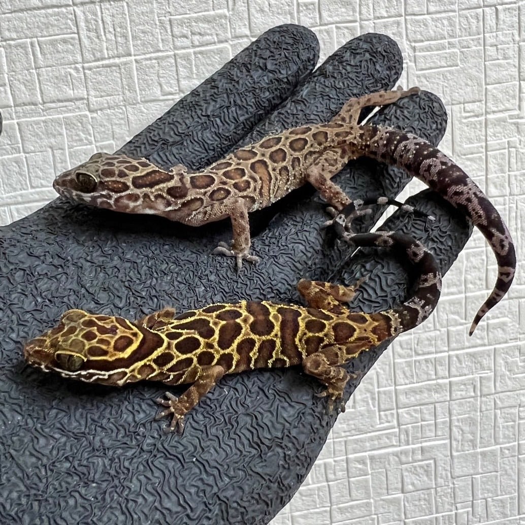 ペグーホソユビヤモリ 