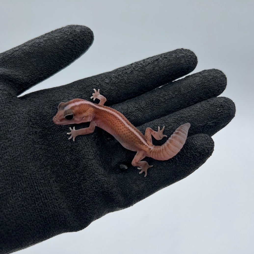 ニシアフリカトカゲモドキ パターンレスhetアメル