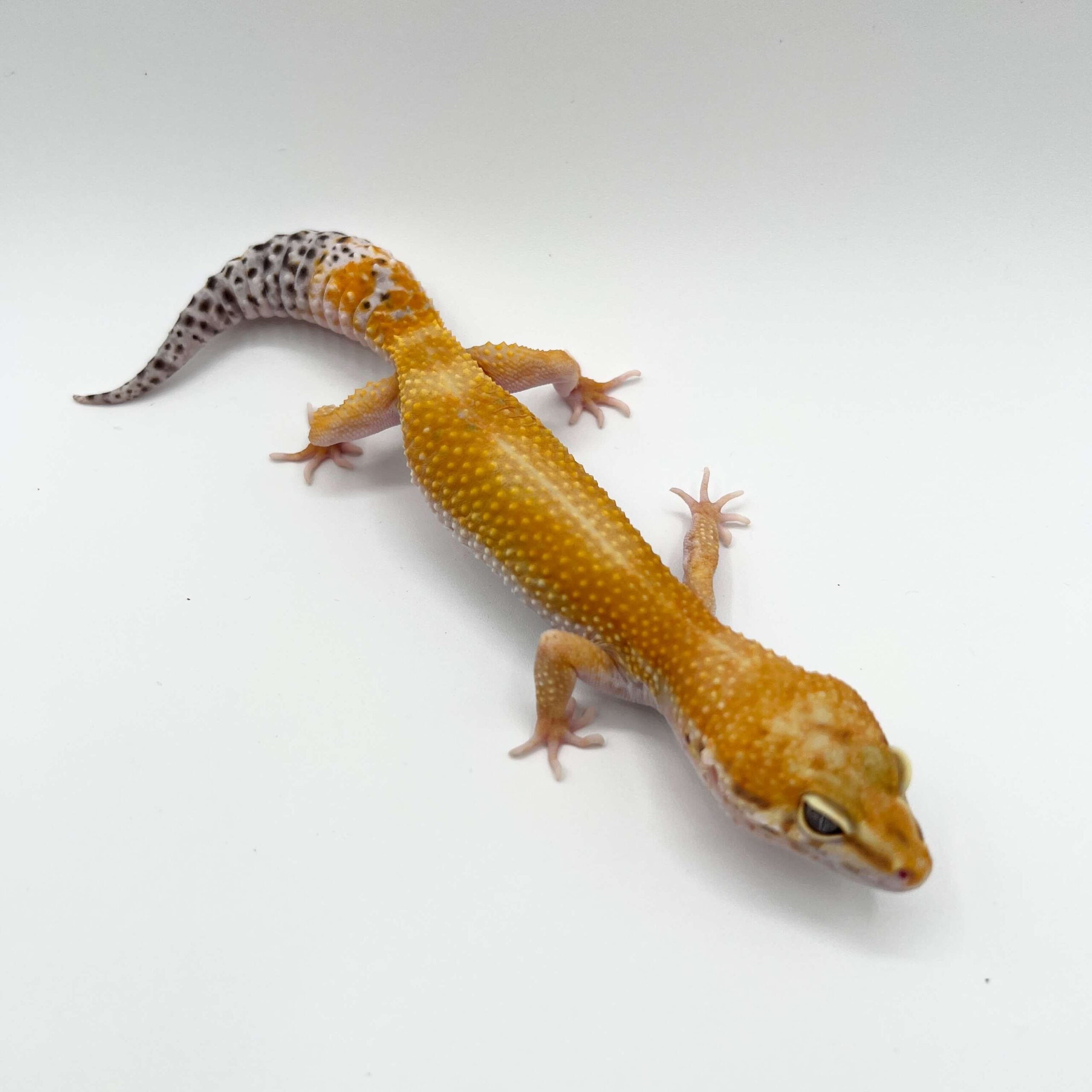 ヒョウモントカゲモドキ タンジェリンエクリプストレンパー