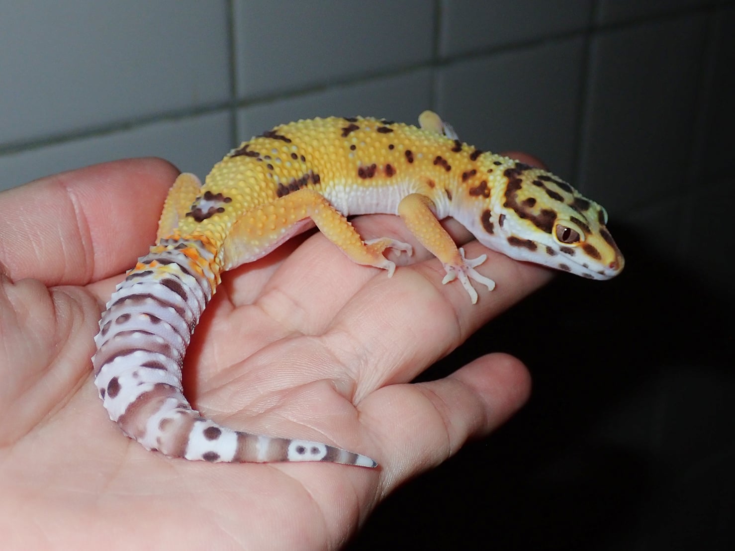 ヒョウモントカゲモドキ ベルアルビノ