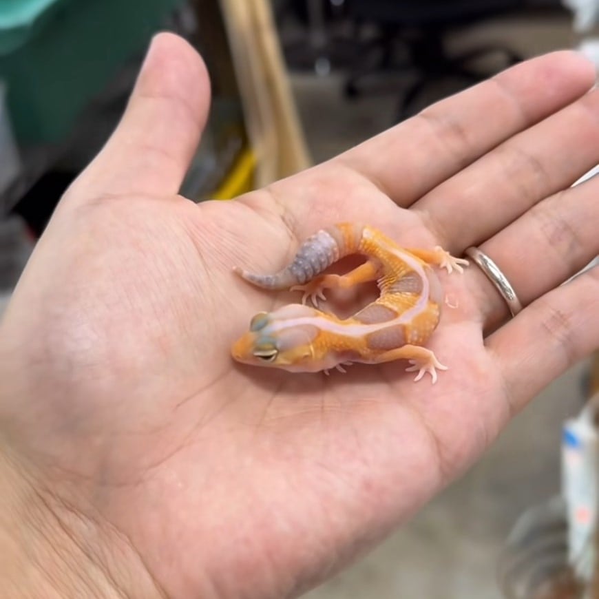 ニシアフリカトカゲモドキ WOアメルhetオレオパターンレス