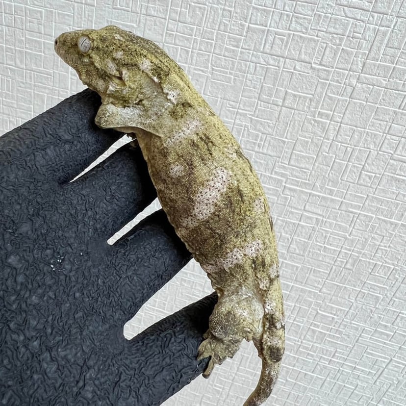 ベヨネーゼ