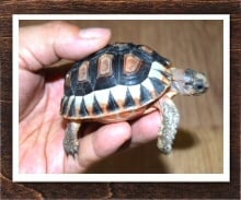 ソリガメ 