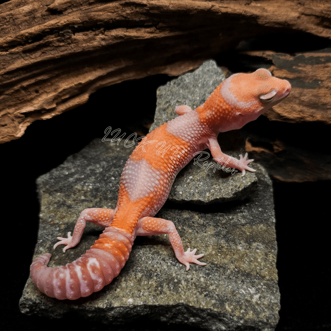 ニシアフリカトカゲモドキ アメル