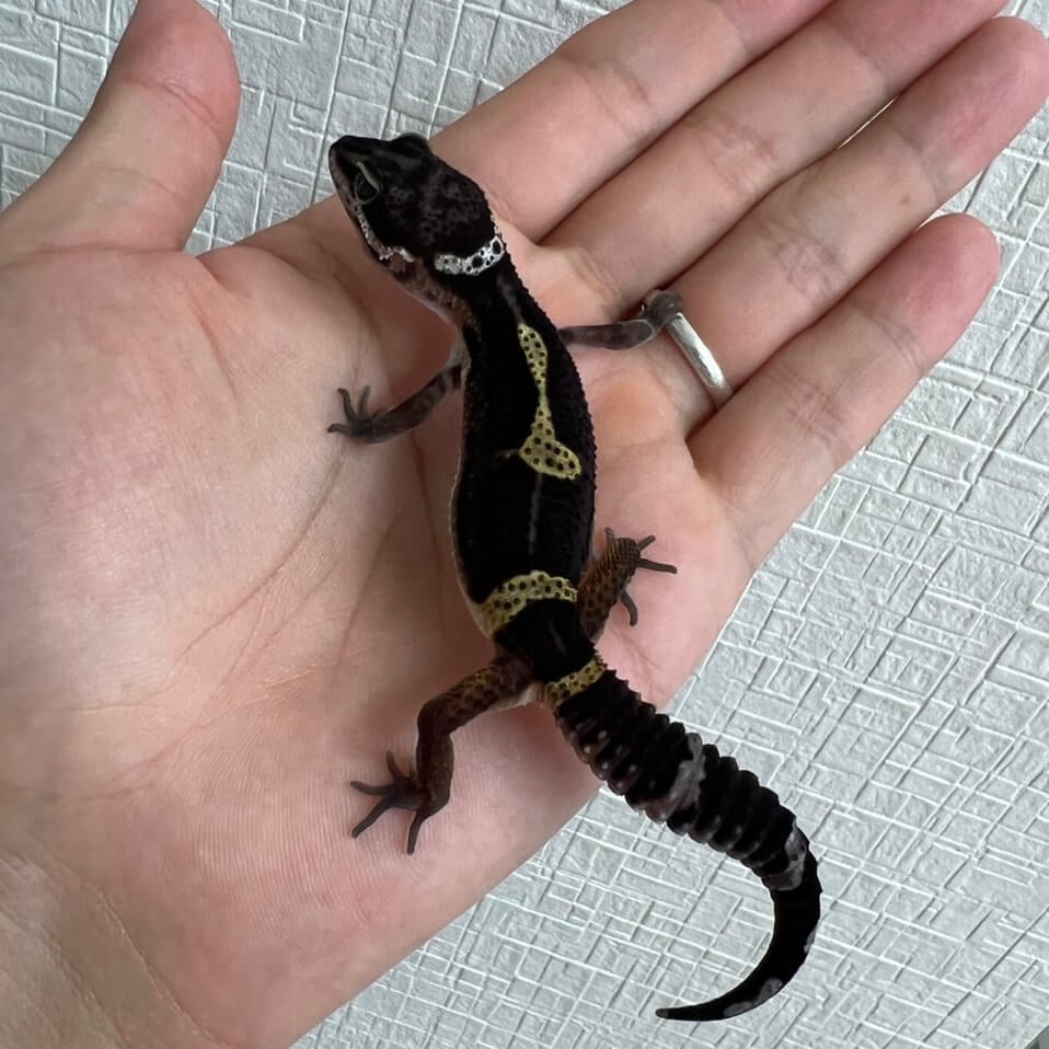 ヒョウモントカゲモドキ ブラックナイト