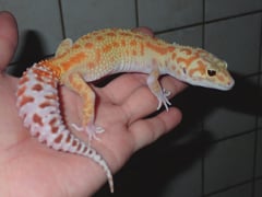 ヒョウモントカゲモドキ ゴジラジャイアントラプター