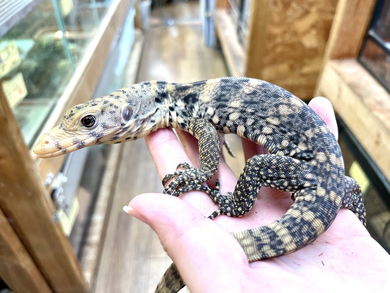 サルファモニター ハイイエロー
