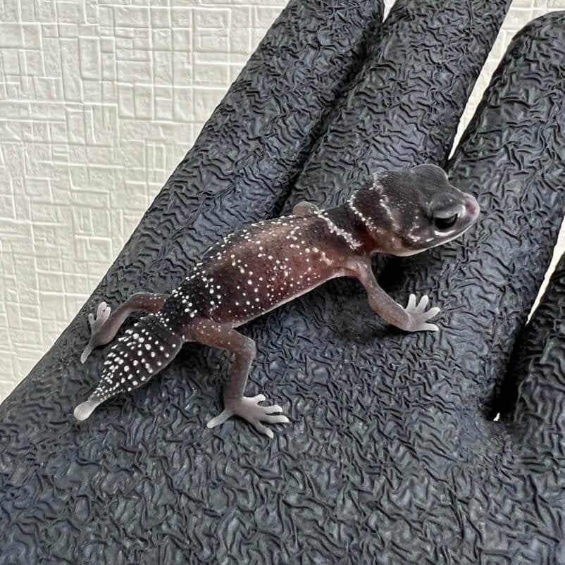 ナメハダタマオヤモリ 