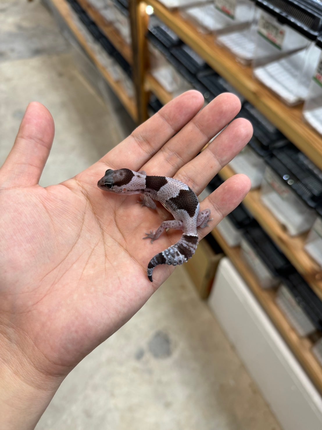 ニシアフリカトカゲモドキ オレオhetアメルパターンレス