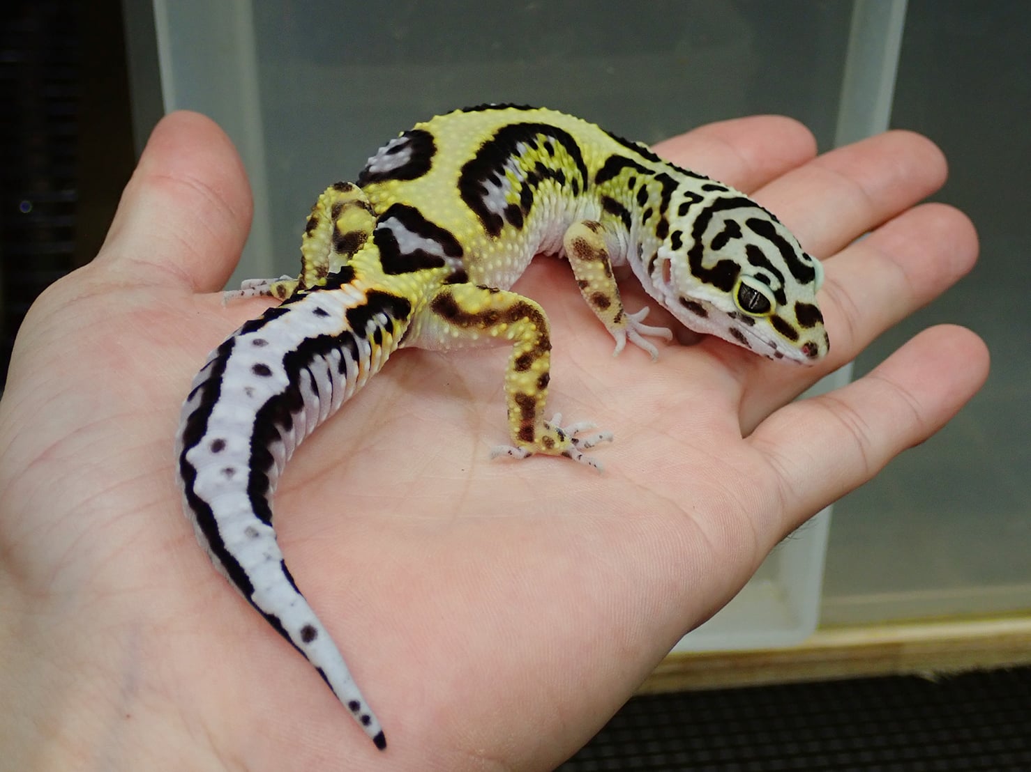 ヒョウモントカゲモドキ バンディット