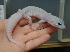 ヒョウモントカゲモドキ マックスノーブリザード