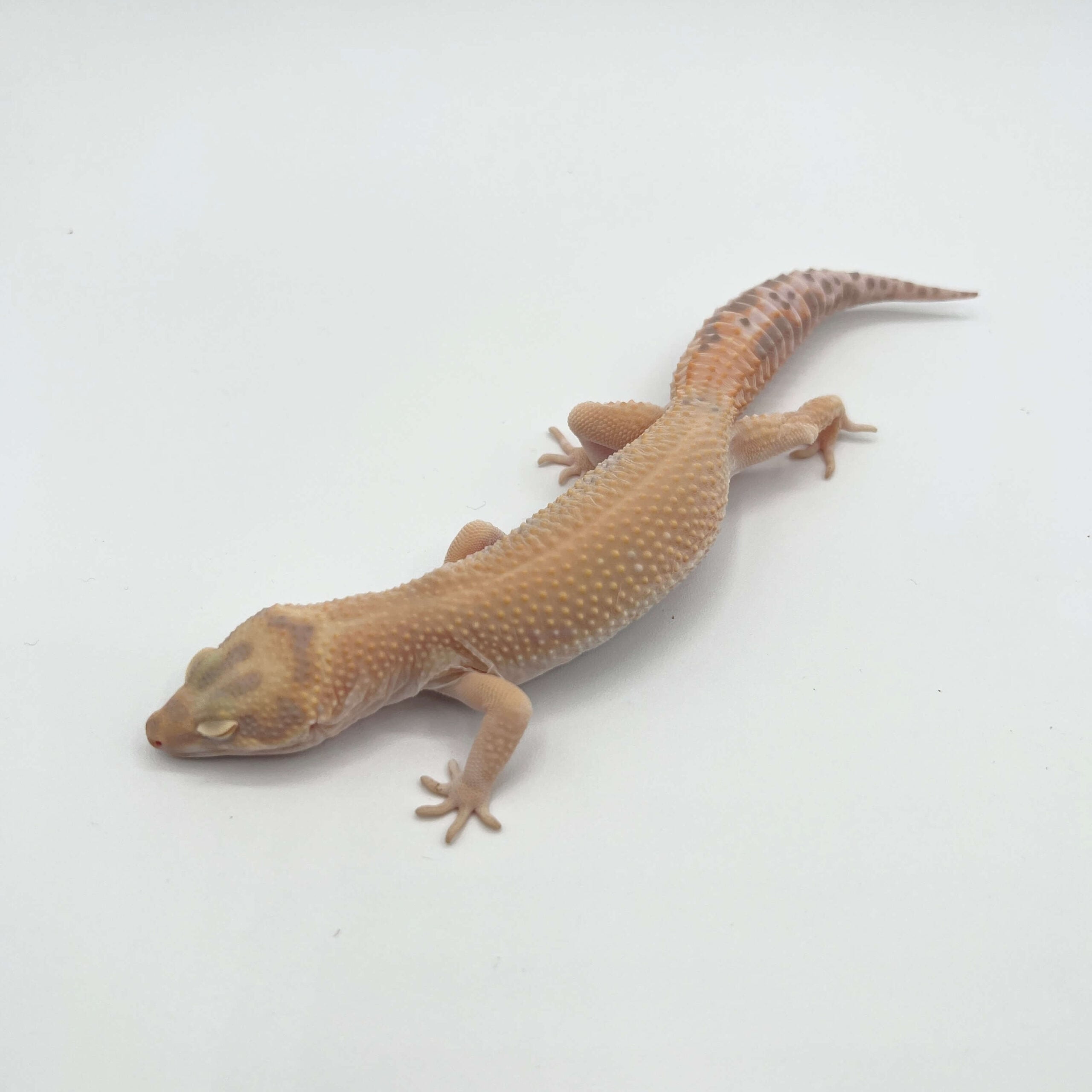 ヒョウモントカゲモドキ サングロー