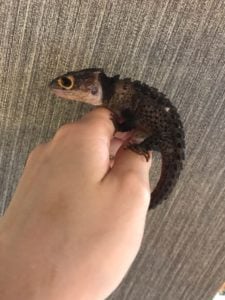 カブトトカゲ 