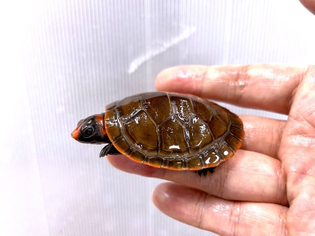 カイエンズアカヨコクビガメ 