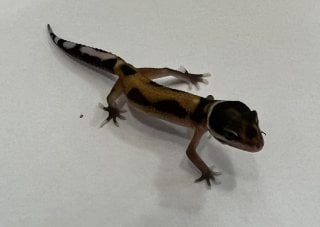 ヒョウモントカゲモドキ スーパーハイポタンジェリン