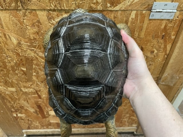アルダブラゾウガメ セーシェル