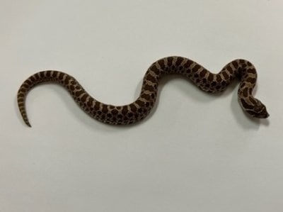 セイブシシバナヘビ レッドhetアルビノ50％hetスノー