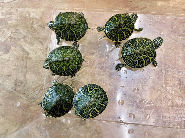 フロリダアカハラガメ 
