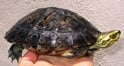ヒジリガメ 